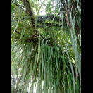 Die zugehörigen Farne